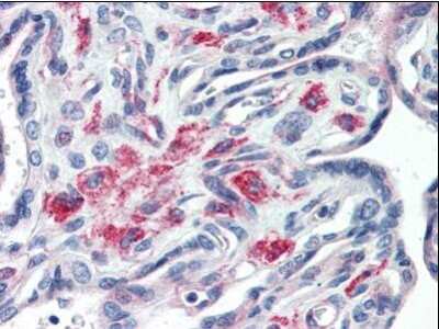Immunohistochemistry-Paraffin: Syntaxin 12 Antibody (15G2) [NBP1-50377] - Analysis of anti-STX12 / Syntaxin 12 antibody with human placenta at concentration 20 ug/ml.