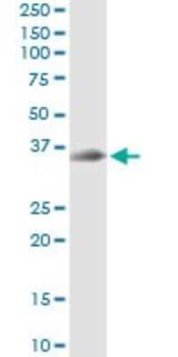 Immunoprecipitation: Syntaxin 12 Antibody (3B9) [H00023673-M01] - Analysis of STX12 transfected lysate using anti-STX12 monoclonal antibody and Protein A Magnetic Bead, and immunoblotted with STX12 MaxPab rabbit polyclonal antibody.