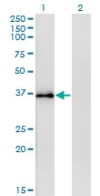 Western Blot: Syntaxin 12 Antibody (3B9) [H00023673-M01] - Analysis of STX12 expression in transfected 293T cell line by STX12 monoclonal antibody (M01), clone 3B9.Lane 1: STX12 transfected lysate(31.6 KDa).Lane 2: Non-transfected lysate.