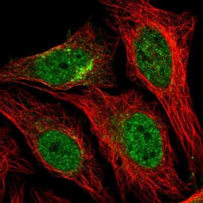 Immunocytochemistry/Immunofluorescence: Syntaxin 12 Antibody [NBP2-58568] - Staining of human cell line HeLa shows localization to nucleoplasm & the Golgi apparatus. Antibody staining is shown in green.