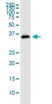 Western Blot: Syntaxin 12 Antibody [H00023673-B01P] - Analysis of STX12 expression in HepG2.