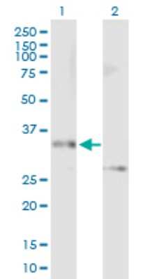 Western Blot: Syntaxin 12 Antibody [H00023673-B01P] - Analysis of STX12 expression in transfected 293T cell line by STX12 polyclonal antibody.  Lane 1: STX12 transfected lysate(30.36 KDa). Lane 2: Non-transfected lysate.