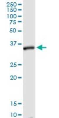 Western Blot: Syntaxin 12 Antibody [H00023673-D01P] - Analysis of STX12 expression in mouse testis.