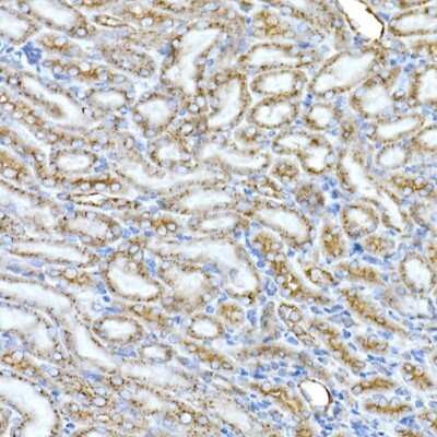 Immunohistochemistry-Paraffin: Syntaxin 16 Antibody (5H6D5) [NBP3-16810] - Immunohistochemistry of paraffin-embedded mouse kidney using Syntaxin 16 Rabbit mAb (NBP3-16810) at dilution of 1:50 (40x lens).Perform high pressure antigen retrieval with 10 mM citrate buffer pH 6.0 before commencing with IHC staining protocol.