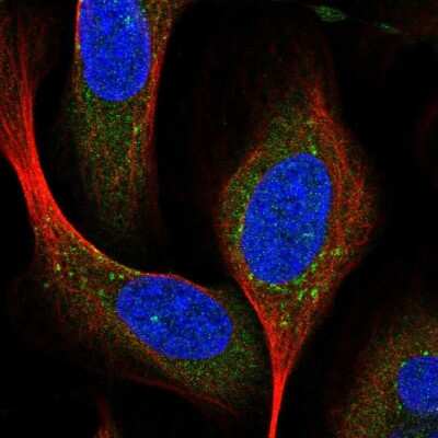 <b>Genetic Strategies Validation. </b>Immunocytochemistry/Immunofluorescence: Syntaxin 16 Antibody [NBP1-92468] - Staining of human cell line U-2 OS shows localization to vesicles. Antibody staining is shown in green.