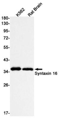 Western Blot: Syntaxin 16 Antibody (S09-9A8) [NBP3-19783] - Western blot detection of Syntaxin 16 in K562, Rat Brain lysates using NBP3-19783 (1:1000 diluted). Predicted band size: 37kDa. Observed band size: 37kDa.