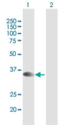 Western Blot: Syntaxin 16 Antibody [H00008675-B01P] - Analysis of STX16 expression in transfected 293T cell line by STX16 polyclonal antibody.  Lane 1: STX16 transfected lysate(33.44 KDa). Lane 2: Non-transfected lysate.