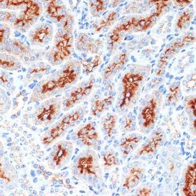 Immunohistochemistry-Paraffin: Syntaxin 3 Antibody (3L9Y9) [NBP3-16260] - Immunohistochemistry of paraffin-embedded mouse kidney using Syntaxin 3 Rabbit mAb (NBP3-16260) at dilution of 1:100 (40x lens).Perform microwave antigen retrieval with 10 mM Tris/EDTA buffer pH 9.0 before commencing with IHC staining protocol.