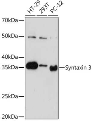 Western Blot: Syntaxin 3 Antibody (3L9Y9) [NBP3-16260] - Western blot analysis of extracts of various cell lines, using Syntaxin 3 Rabbit mAb (NBP3-16260) at 1:1000 dilution. Secondary antibody: HRP Goat Anti-Rabbit IgG (H+L) at 1:10000 dilution. Lysates/proteins: 25ug per lane. Blocking buffer: 3% nonfat dry milk in TBST. Detection: ECL Basic Kit. Exposure time: 3min.