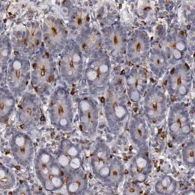 Immunohistochemistry-Paraffin: Syntaxin 3 Antibody [NBP1-86984] - Staining of human duodenum shows moderate to strong positivity in apical membrane in glandular cells and lympohoid cells.