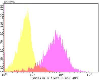 Flow Cytometry: Syntaxin 3 Antibody (JE40-96) [NBP2-76872] - Flow cytometric analysis of 293T cells with Syntaxin 3 antibody at 1/100 dilution (purple) compared with an unlabelled control (cells without incubation with primary antibody; yellow). Alexa Fluor 488-conjugated goat anti-rabbit IgG was used as the secondary antibody.
