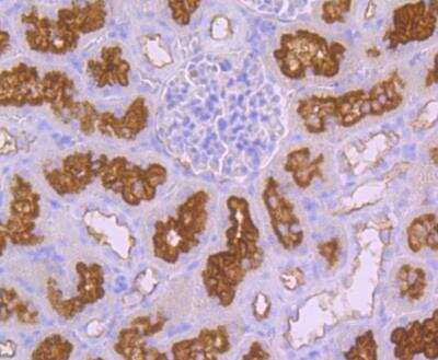 Immunohistochemistry: Syntaxin 3 Antibody (JE40-96) [NBP2-76872] - Immunohistochemical analysis of paraffin-embedded rat kidney tissue using anti-Syntaxin 3 antibody. Counter stained with hematoxylin.