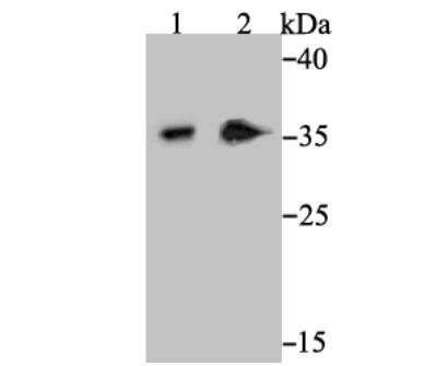 Western Blot: Syntaxin 3 Antibody (JE40-96) [NBP2-76872] - Western blot analysis of Syntaxin 3 on SH-SY-5Y cell (1) and human kidney tissue (2) lysate using anti-Syntaxin 3 antibody at 1/1,000 dilution.