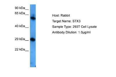 Western Blot: Syntaxin 3 Antibody [NBP2-88395] - Host: Rabbit. Target Name: STX3. Sample Tissue: Human 293T Whole Cell. Antibody Dilution: 1.0ug/ml