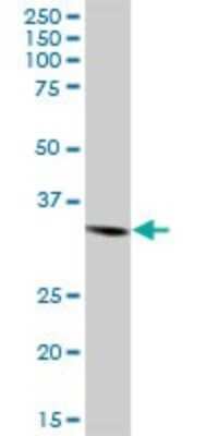 Western Blot: Syntaxin 4 Antibody [H00006810-B01P] - Analysis of STX4A expression in human kidney.