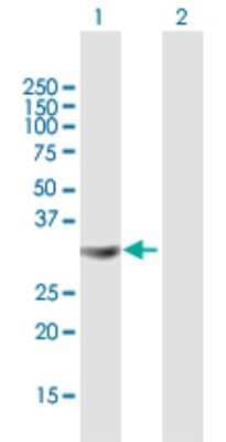 Western Blot: Syntaxin 4 Antibody [H00006810-B01P] - Analysis of STX4 expression in transfected 293T cell line by STX4 polyclonal antibody.  Lane 1: STX4A transfected lysate(32.67 KDa). Lane 2: Non-transfected lysate.