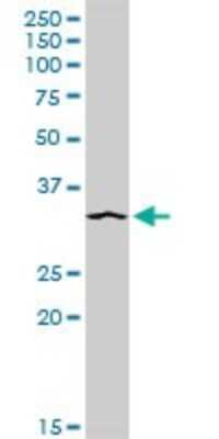 Western Blot: Syntaxin 4 Antibody [H00006810-D01P] - Analysis of STX4 expression in A-431.