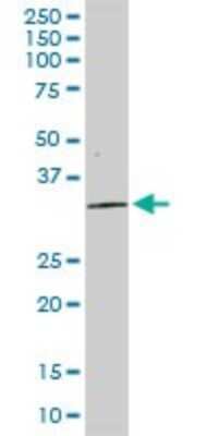 Western Blot: Syntaxin 4 Antibody [H00006810-D01P] - Analysis of STX4 expression in mouse lung.
