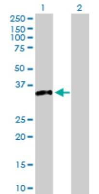 Western Blot: Syntaxin 4 Antibody [H00006810-D01P] - Analysis of STX4 expression in transfected 293T cell line by STX4 polyclonal antibody.Lane 1: STX4 transfected lysate(34.20 KDa).Lane 2: Non-transfected lysate.