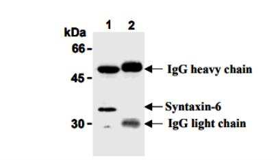 Immunoprecipitation: Syntaxin 6 Antibody (3D10) [NBP1-54478] - Mouse brain with (NBP1-54478) (1)  or normal mouse IgG (2). After immunoprecipitated with the antibody, immunocomlex was resolved on SDS-Page and immunoblotted with (NBP1-54478).