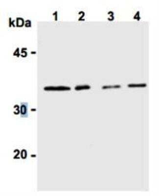 Western Blot: Syntaxin-6 Antibody (3D10) [NBP1-54478] - Western blot analysis of syntaxin-6 expression in mouse brain (1), rat brain (2), WR19L cells (3) and PC12 cells (4)  using NBP1-54478.