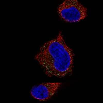 Immunocytochemistry/Immunofluorescence: Syntaxin 7 Antibody (CL0257) [NBP2-52893] - Staining of U-251 cells using the Anti-STX7 monoclonal antibody, showing specific staining in vesicles in green. Microtubule- and nuclear probes are visualized in red and blue, respectively (where available).