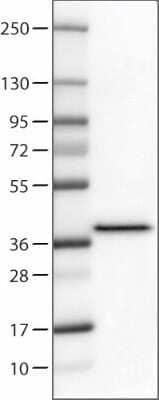 Western Blot: Syntaxin 7 Antibody (CL0257) [NBP2-52893] - Lane 1: Marker [kDa], Lane 2: Human tonsil tissue lysate