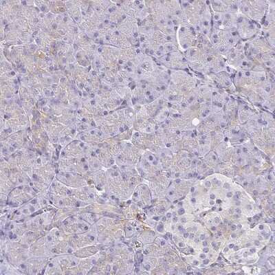 Immunohistochemistry-Paraffin: Syntaxin 7 Antibody [NBP1-87497] - Staining of human pancreas shows low positivity in exocrine glandular cells as expected.