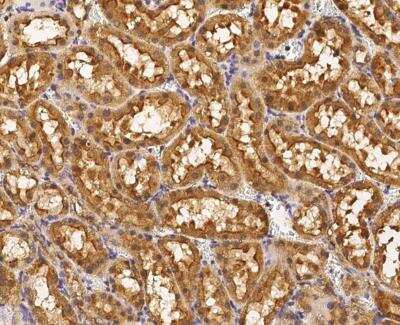 Immunohistochemistry-Paraffin: Syntaxin 7 Antibody [NBP3-12814] - Staining of rat STX7 in rat kidney with rabbit polyclonal antibody (1:1000).