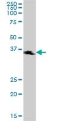 Western Blot: Syntaxin 7 Antibody [H00008417-B01P] - Analysis of STX7 expression in human kidney.