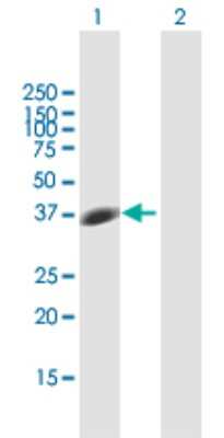 Western Blot: Syntaxin 7 Antibody [H00008417-B01P] - Analysis of STX7 expression in transfected 293T cell line by STX7 polyclonal antibody.  Lane 1: STX7 transfected lysate(28.71 KDa). Lane 2: Non-transfected lysate.