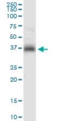Western Blot: Syntaxin 7 Antibody [H00008417-D01P] - Analysis of STX7 expression in HepG2.