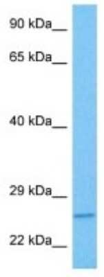 Western Blot: Syntaxin 7 Antibody [NBP3-10046] - Western blot analysis of Syntaxin 7 in Human U937 Whole Cell lysates. Antibody dilution at 1ug/ml