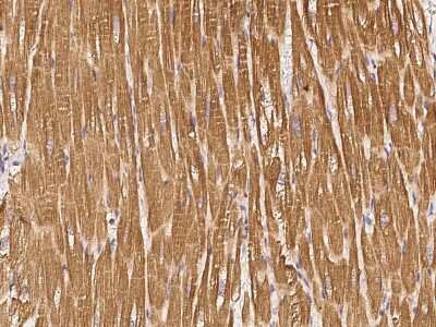 Immunohistochemistry-Paraffin: Syntaxin 8 Antibody [NBP3-00260] - Immunochemical staining of human Syntaxin 8 in cynomolgus heart with rabbit polyclonal antibody (1:1000, formalin-fixed paraffin embedded sections).