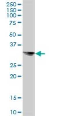 Western Blot: Syntaxin 8 Antibody [H00009482-B01P] - Analysis of STX8 expression in HeLa.