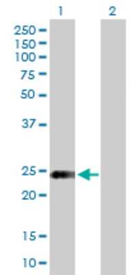 Western Blot: Syntaxin 8 Antibody [H00009482-B01P] - Analysis of STX8 expression in transfected 293T cell line by STX8 polyclonal antibody.  Lane 1: STX8 transfected lysate(25.96 KDa). Lane 2: Non-transfected lysate.