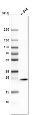 Western Blot Syntaxin 8 Antibody