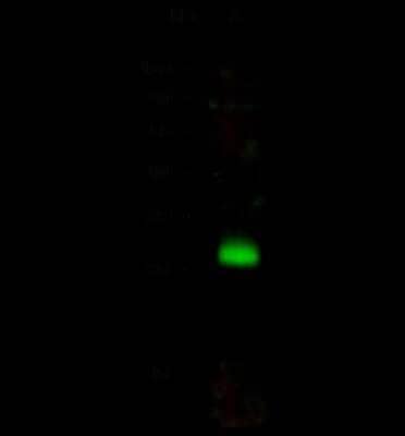 Western Blot Syntaxin 8 Antibody