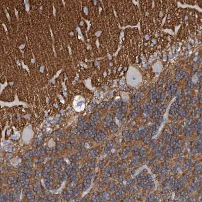 <b>Orthogonal Strategies Validation. </b>Immunohistochemistry-Paraffin: Syntaxin-BP1 Antibody [NBP1-83138] - Staining of human cerebellum shows moderate cytoplasmic positivity.