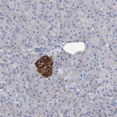 Immunohistochemistry-Paraffin: Syntaxin-BP1 Antibody [NBP1-83138] - Staining of human pancreas shows strong cytoplasmic positivity in islets of Langerhans.