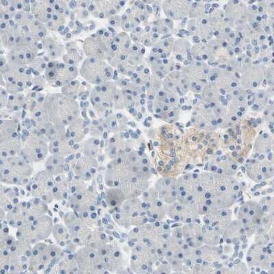 Immunohistochemistry-Paraffin: Syntaxin-BP1 Antibody [NBP1-83139] - Staining of human pancreas shows low expression as expected.