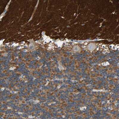 Immunohistochemistry-Paraffin: Syntaxin-BP1 Antibody [NBP1-83139] - Staining of human cerebellum shows strong positivity in molecular layer.