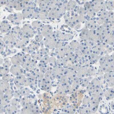 Immunohistochemistry-Paraffin: Syntaxin-BP1 Antibody [NBP1-83139] - Staining of human pancreas shows no positivity in exocrine glandular cells as expected.