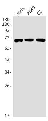 Western Blot: Syntaxin-BP1 Antibody (S05-4B6) [NBP3-15097] - Western blot detection of Syntaxin-BP1 in Hela, A549, C6 cell lysates using Syntaxin-BP1 Rabbit mAb (1:1000 diluted). Predicted band size: 68kDa. Observed band size: 68kDa.