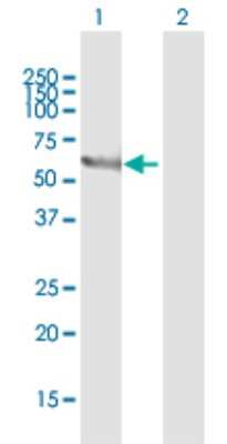 Western Blot: Syntaxin-BP1 Antibody [H00006812-B01P] - Analysis of STXBP1 expression in transfected 293T cell line by STXBP1 polyclonal antibody.  Lane 1: STXBP1 transfected lysate(66.33 KDa). Lane 2: Non-transfected lysate.