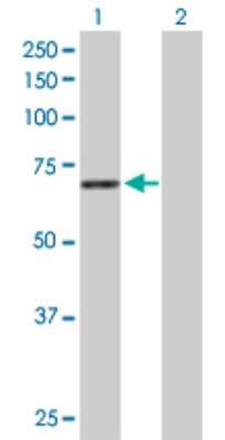 Western Blot: Syntaxin-BP1 Antibody [H00006812-D01P] - Analysis of STXBP1 expression in transfected 293T cell line by STXBP1 polyclonal antibody.Lane 1: STXBP1 transfected lysate(68.70 KDa).Lane 2: Non-transfected lysate.