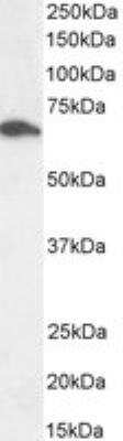 Western Blot: Syntaxin-BP1 Antibody [NB100-41370] - Staining of Mouse Brain lysate (35 ug protein in RIPA buffer). Antibody at 0.3 ug/mL. Detected by chemiluminescence.