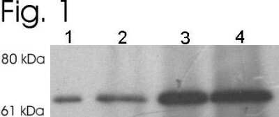 Western Blot: Syntaxin-BP1 Antibody [NB120-3451] - Analysis of rat brain homogenate immunoprecipitated. 1. Extract only. 2-4. 750 ug of extract immunoprecipitated with 1 ug, 5 ug, and 10 ug of PA1-742, respectively.