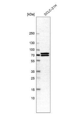 <b>Orthogonal Strategies Validation. </b>Western Blot: Syntaxin-BP1 Antibody [NBP1-83139] - Analysis in human cell line SCLC-21H.