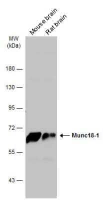 Western Blot Syntaxin-BP1 Antibody